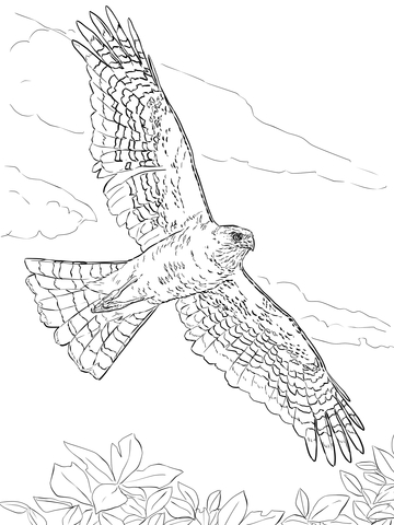 Sharp Shinned Hawk Coloring Page